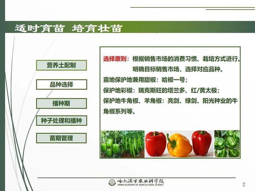 黨建引領(lǐng)謀發(fā)展 科技助農(nóng)備春耕 網(wǎng)絡(luò)課堂助力辣椒栽培技術(shù)要點(diǎn)與網(wǎng)絡(luò)技術(shù)開(kāi)發(fā)